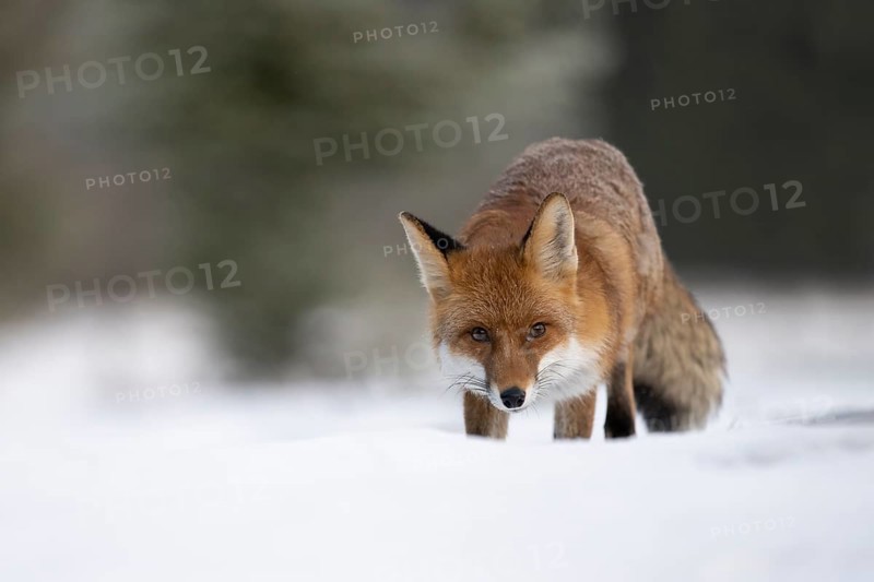Red fox