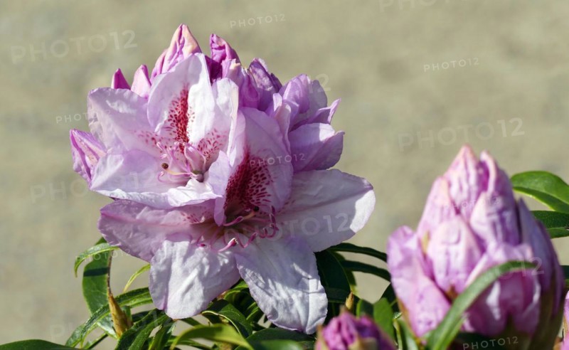 Flowering rhododendrons