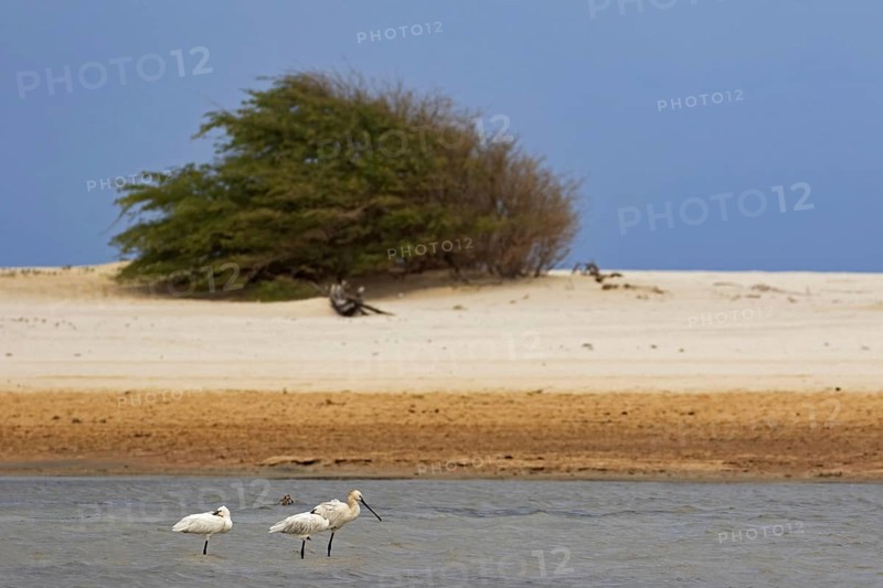 Three Eurasian spoonbills