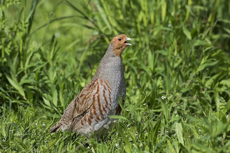 Grey partridge
