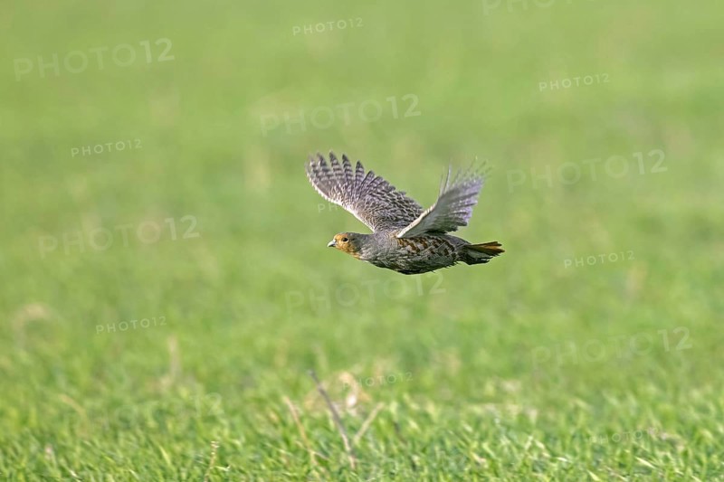 Grey partridge