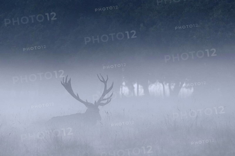 Red deer