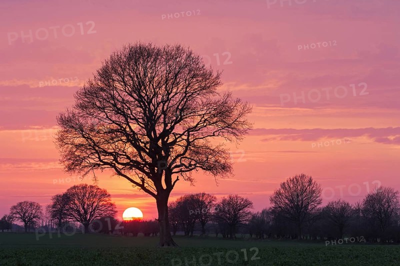 Common oak