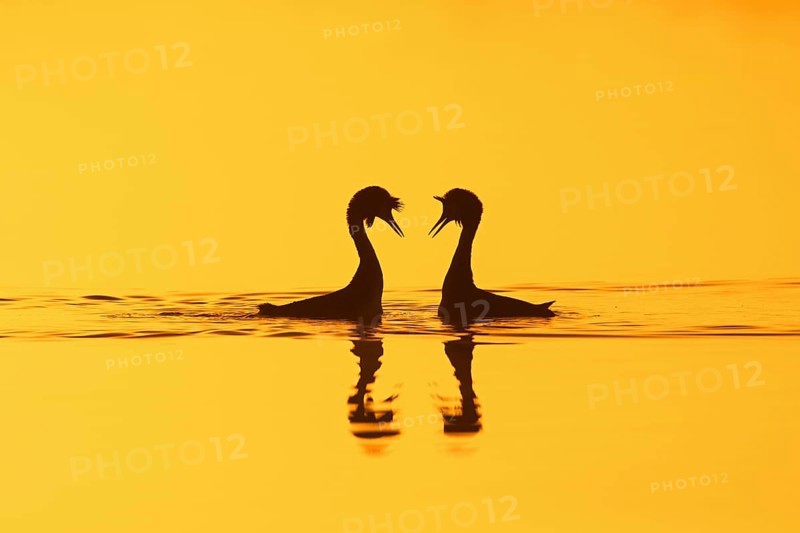Great crested grebe
