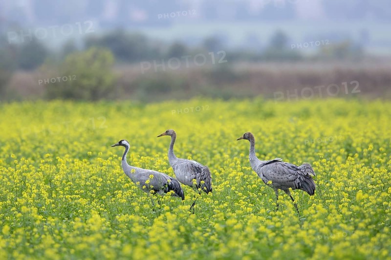 Common cranes