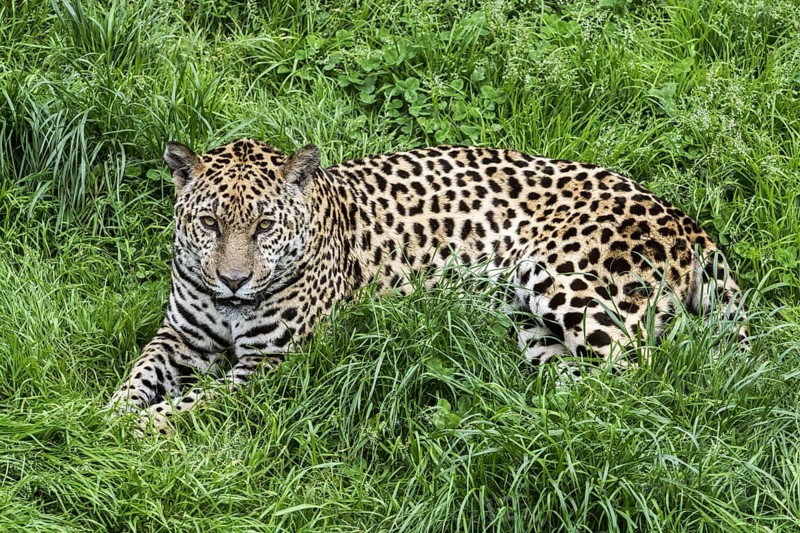 Panther