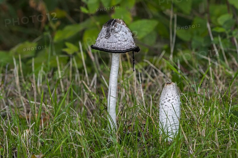 Shaggy ink cap