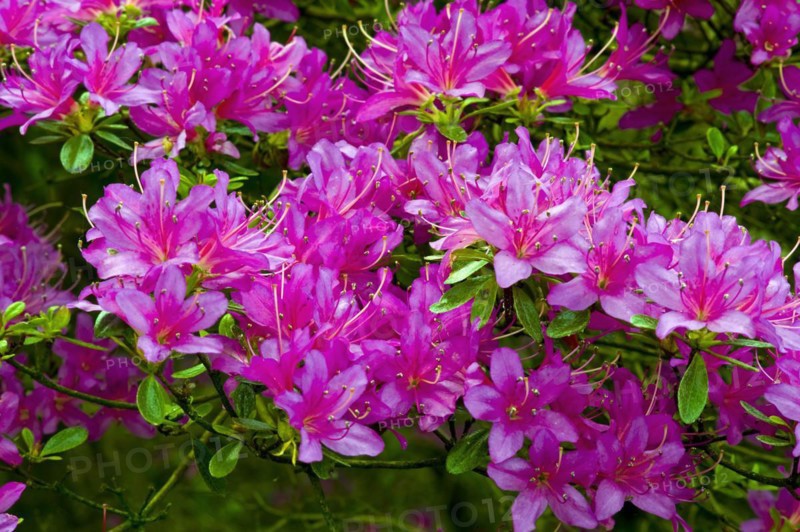 Rhododendron in the Bremen Rhododendron Park