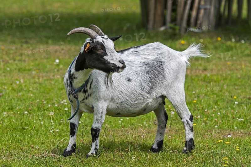 Domestic goat at petting zoo