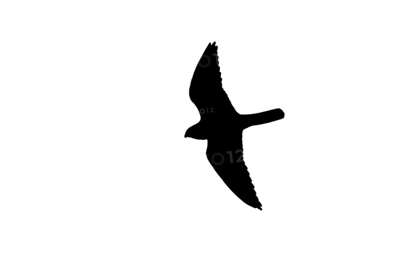 Silhouette of Eurasian hobby