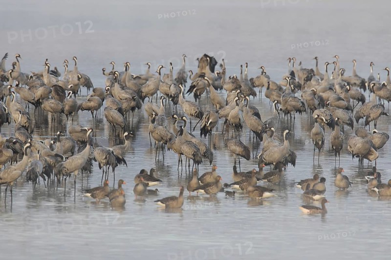 Common Crane