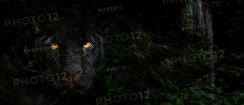 Close up portrait of melanistic jaguar
