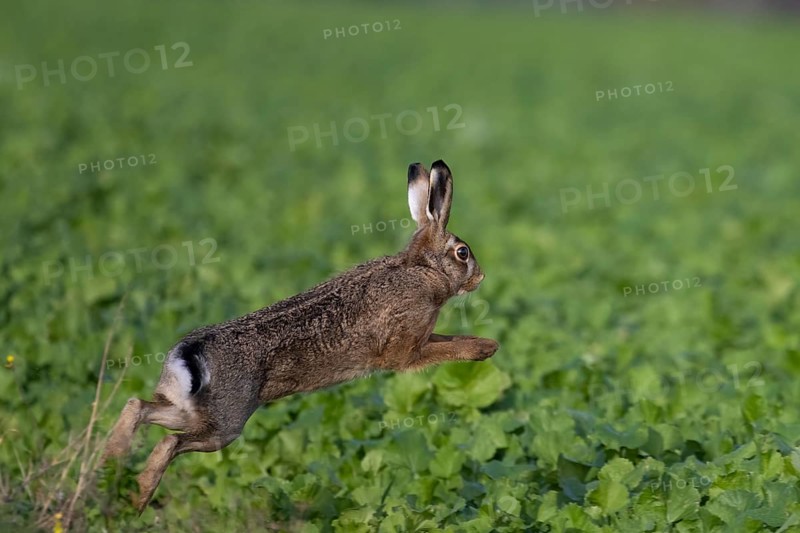 Hase