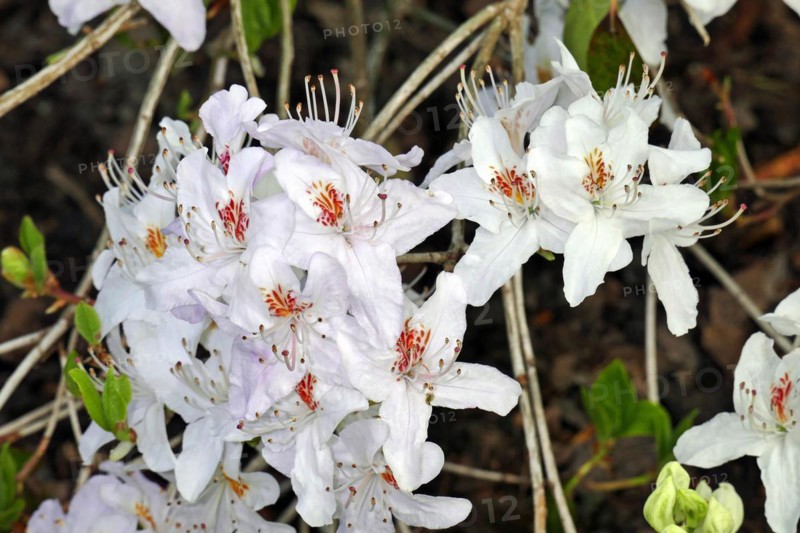 Flowering rhododendrons