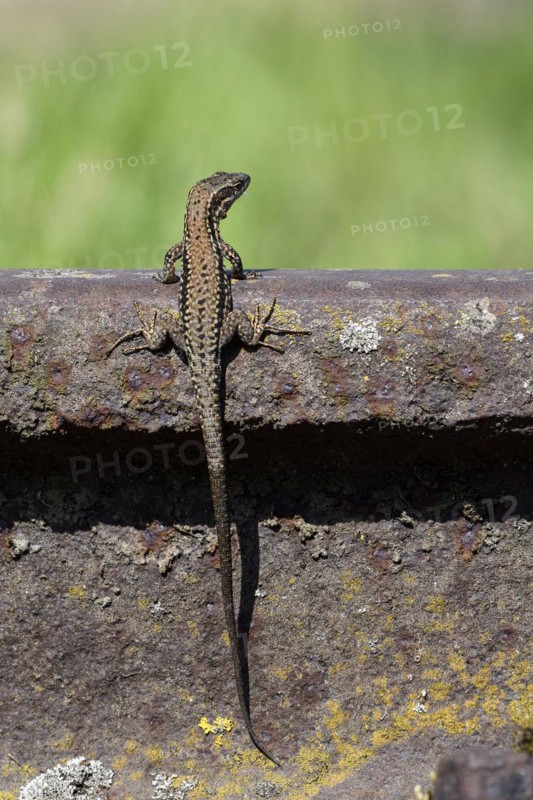 Common wall lizard