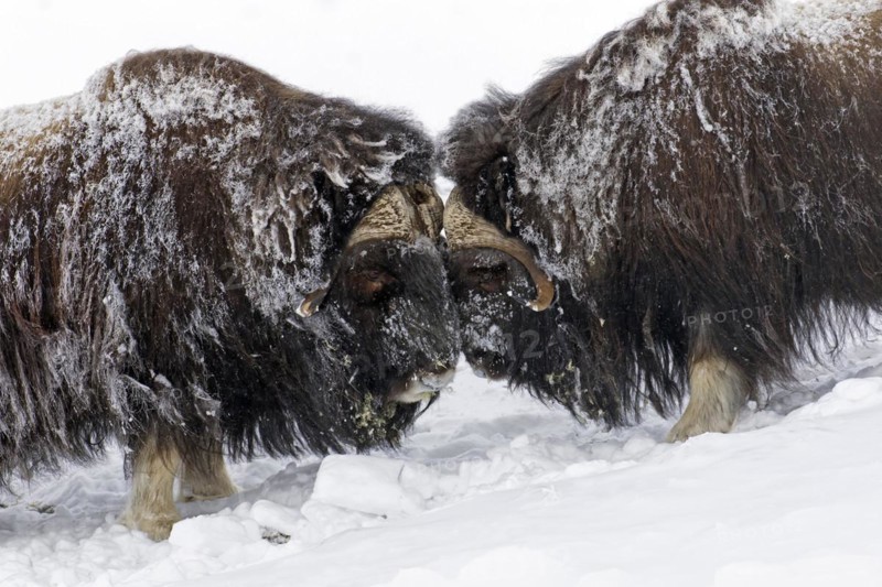 Muskox