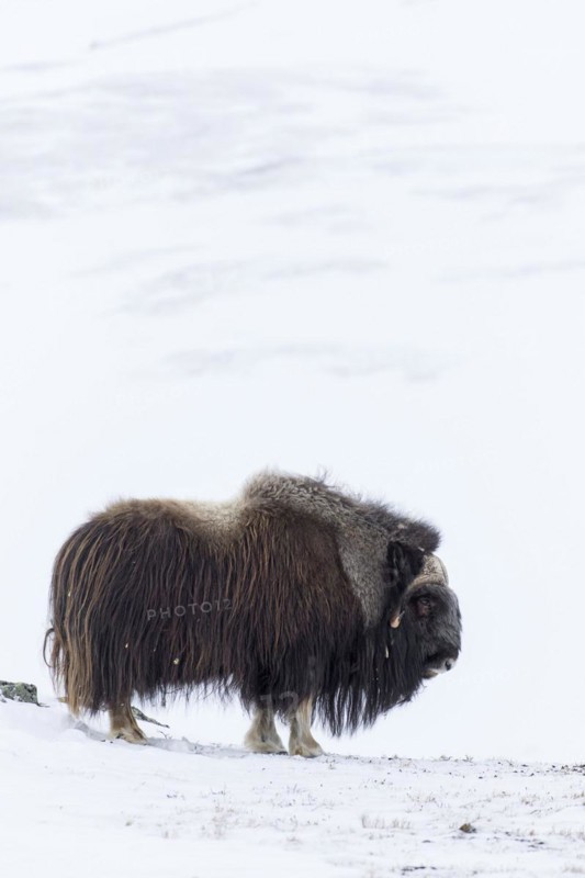 Muskox