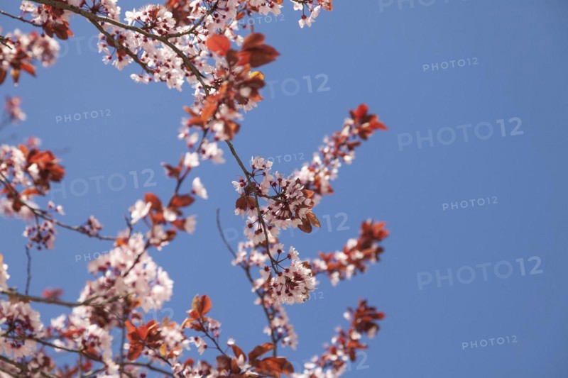 Japanese hill cherry