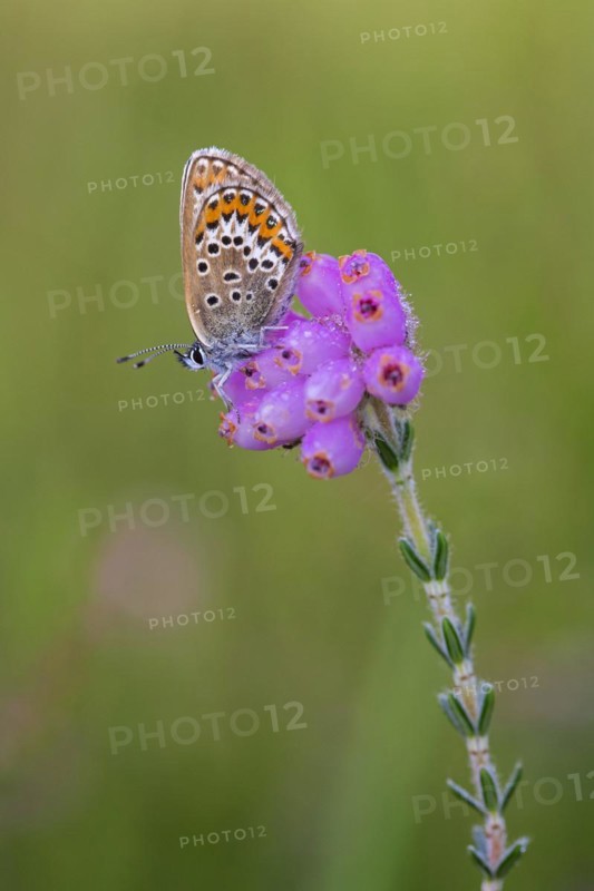 Silver-studded blue