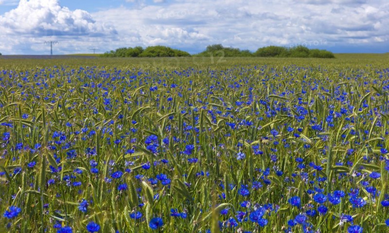 Mecklenburg-Western Pomerania Mecklenburg Lake District Cornflowers in front of a rye field at the Mueritz