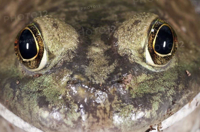 Bullfrog