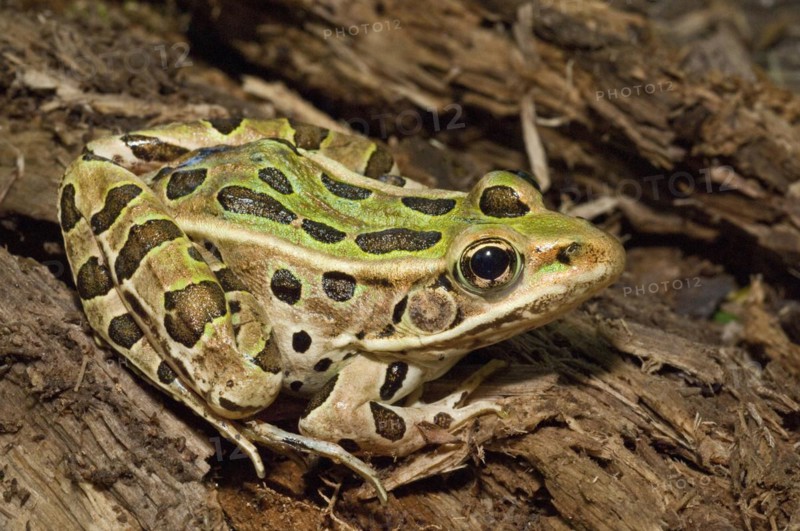 The northern leopard frog