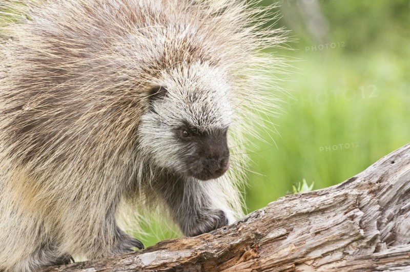 Adult male North American porcupine