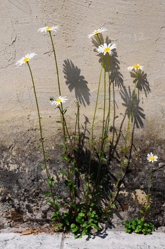 Ox-eye daisy