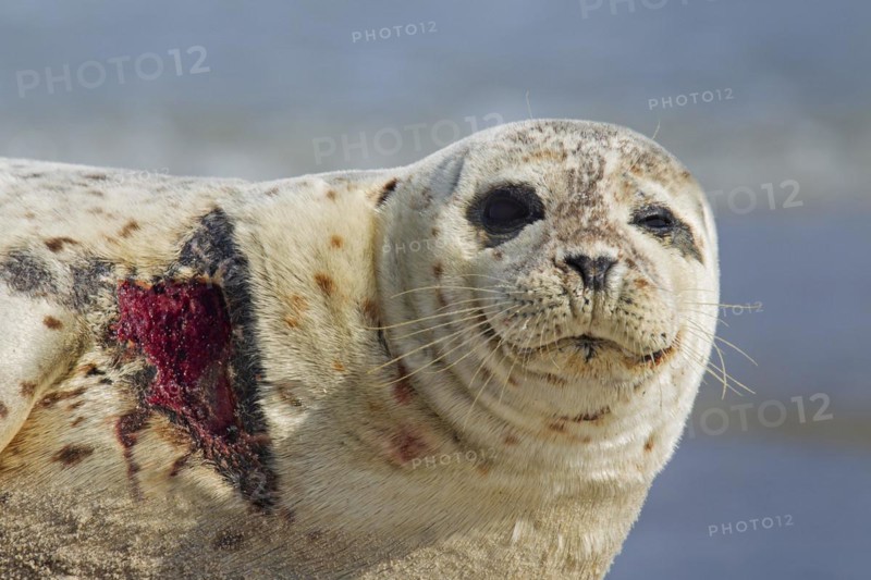 Injured Common seal