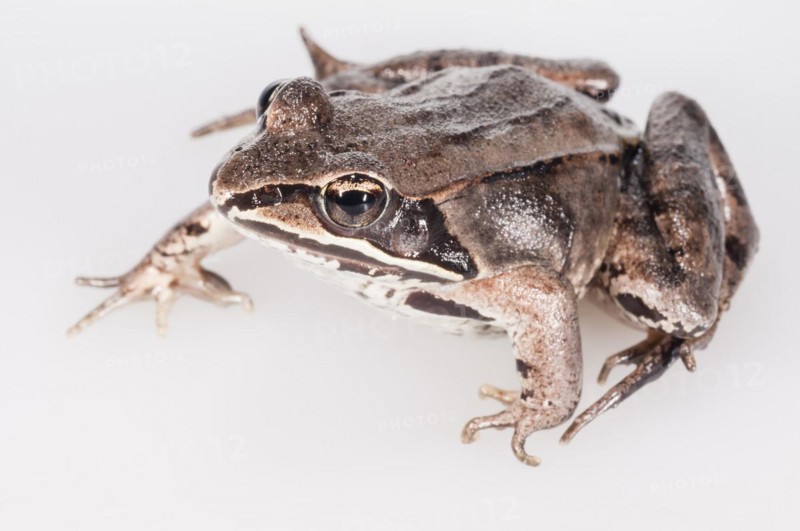 Wood frog