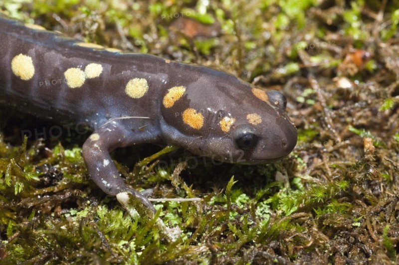Spotted salamander