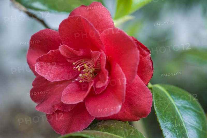 Camellia japonica