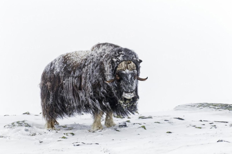 Muskox
