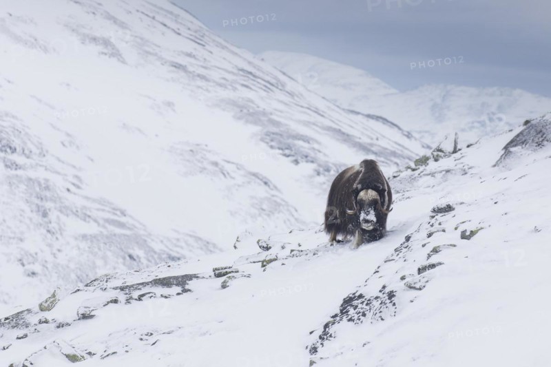 Muskox