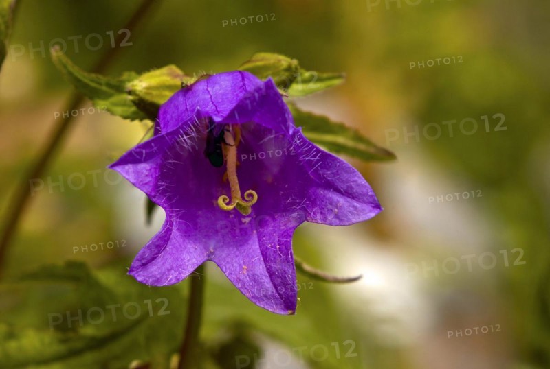 Peach-leaved bellflower