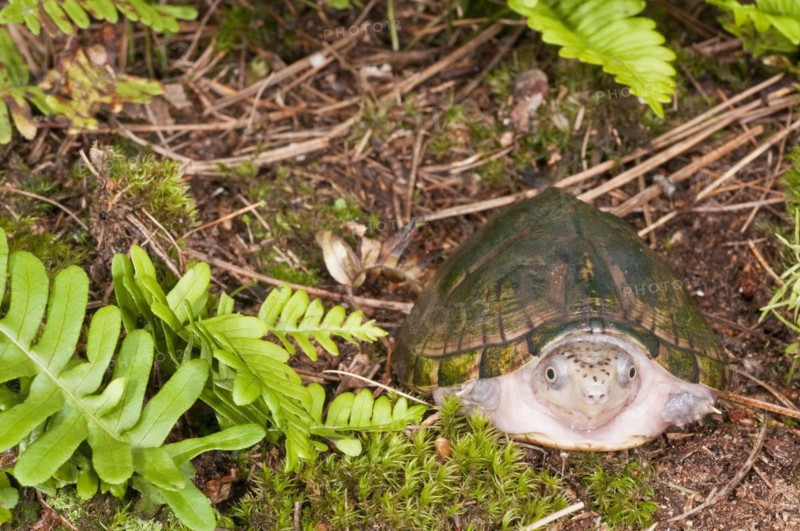 Loggerhead musk turtle