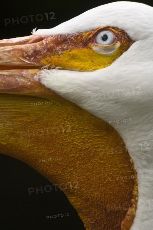 American white pelican