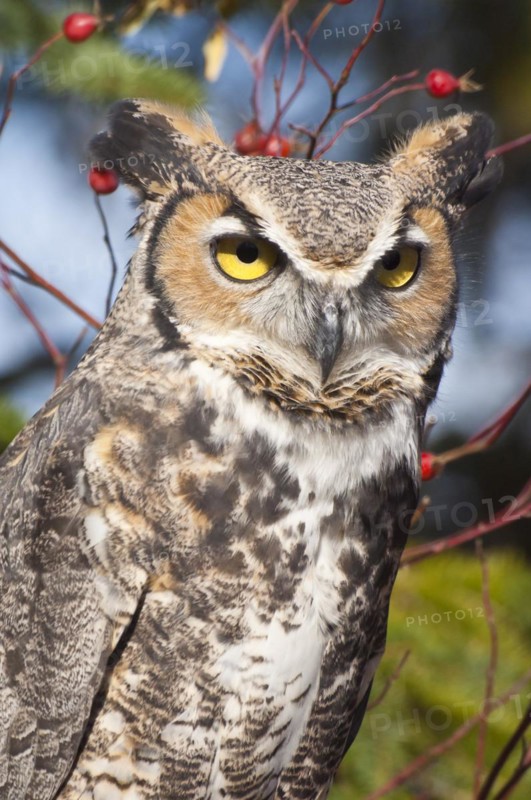 Common Great Horned Owl