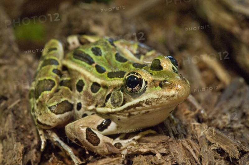 The northern leopard frog
