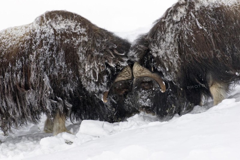 Muskox