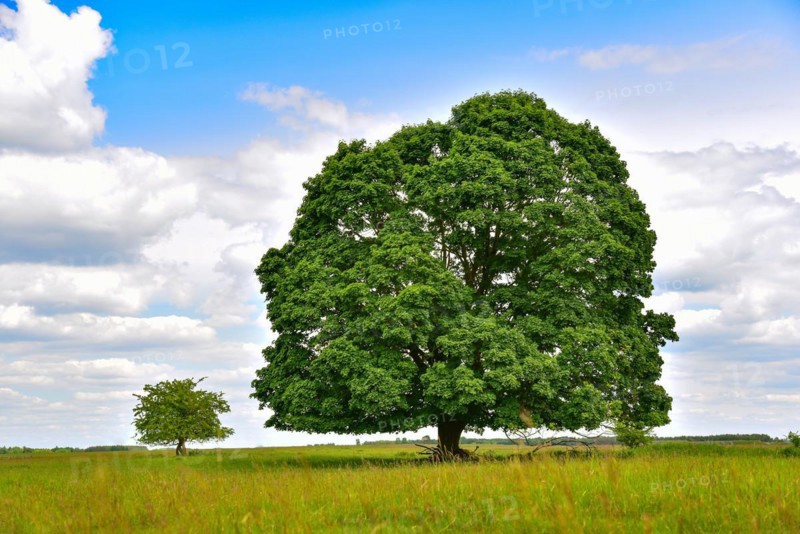 Maple tree in a sheep pasture south of Augsburg