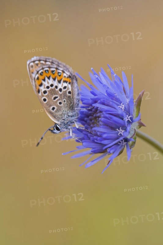 Silver-studded blue