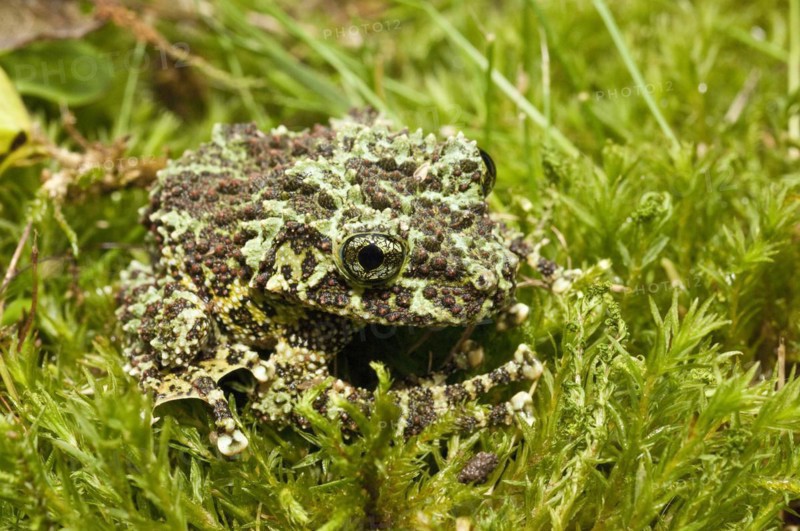 The Mossy Frog