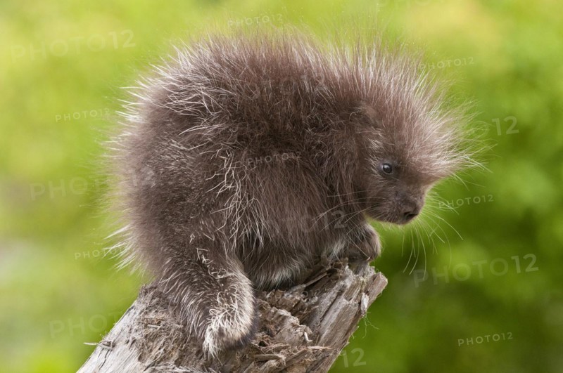 Baby North American porcupine