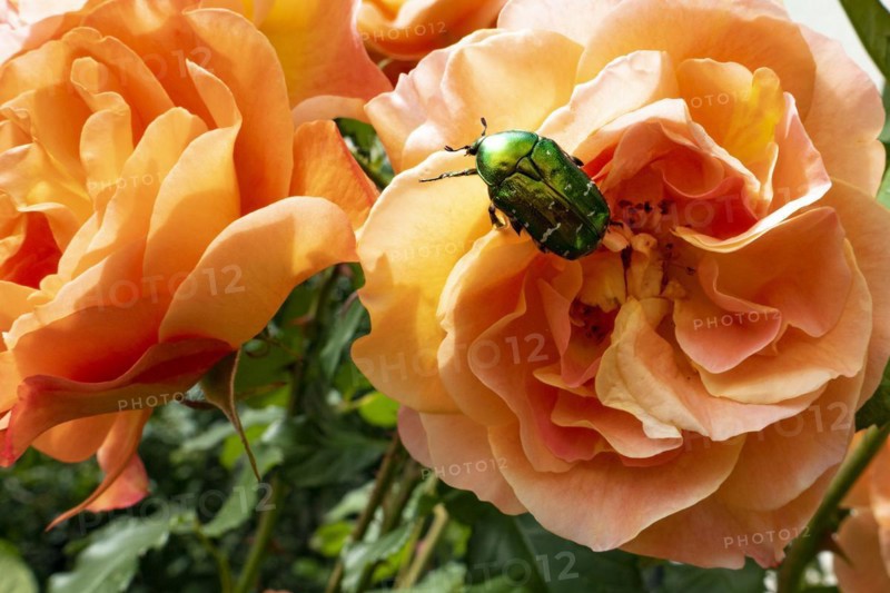 Rose beetle