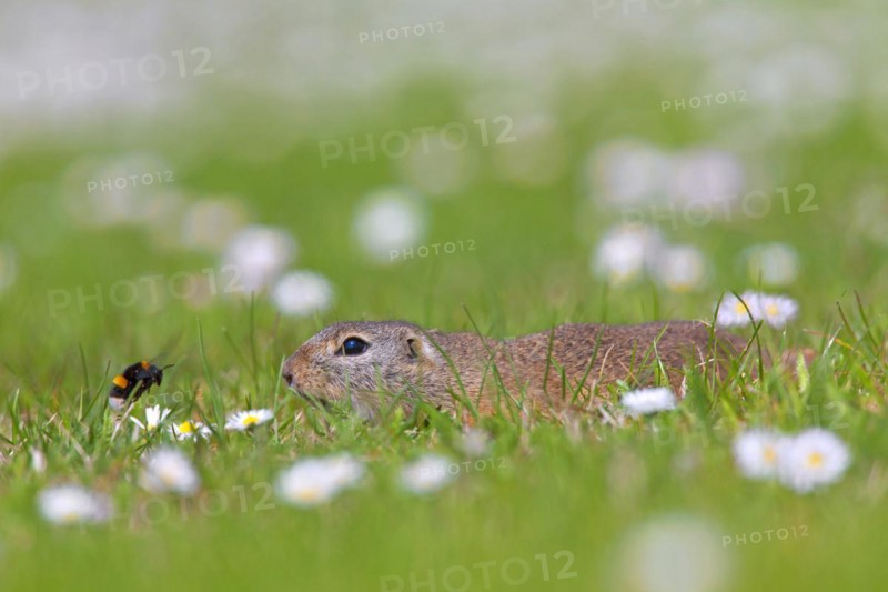European ground squirrel