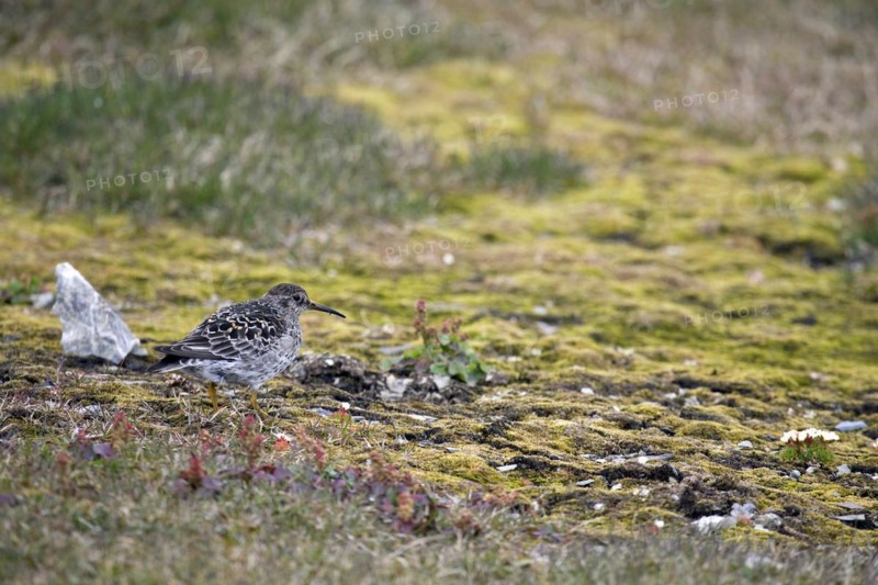 Purple sandpiper