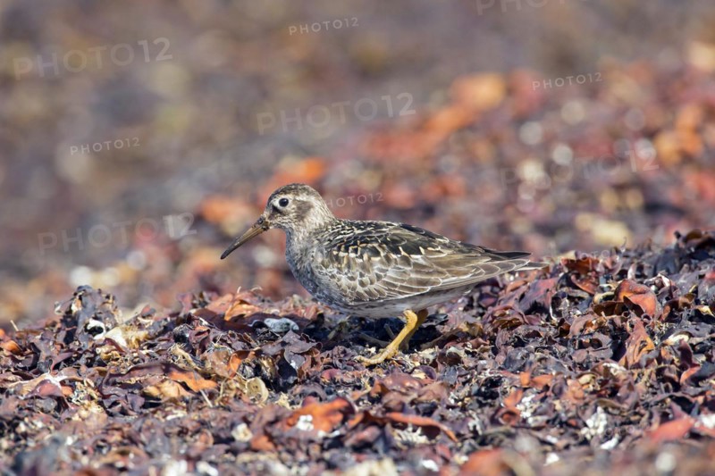 Purple sandpiper