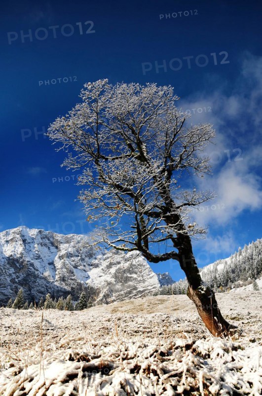 Sycamore maple in the first snow