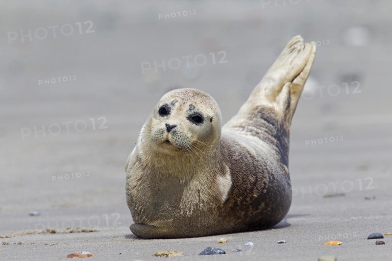 Common seal